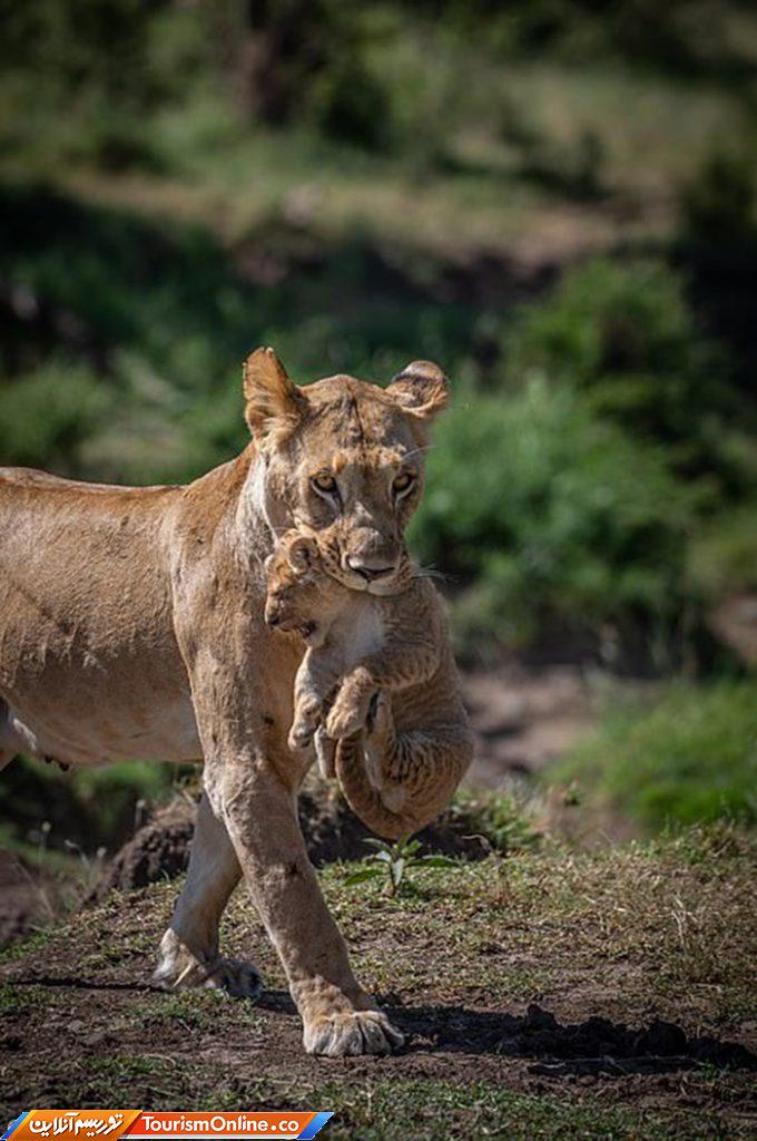راهنمای تورهای سافاری