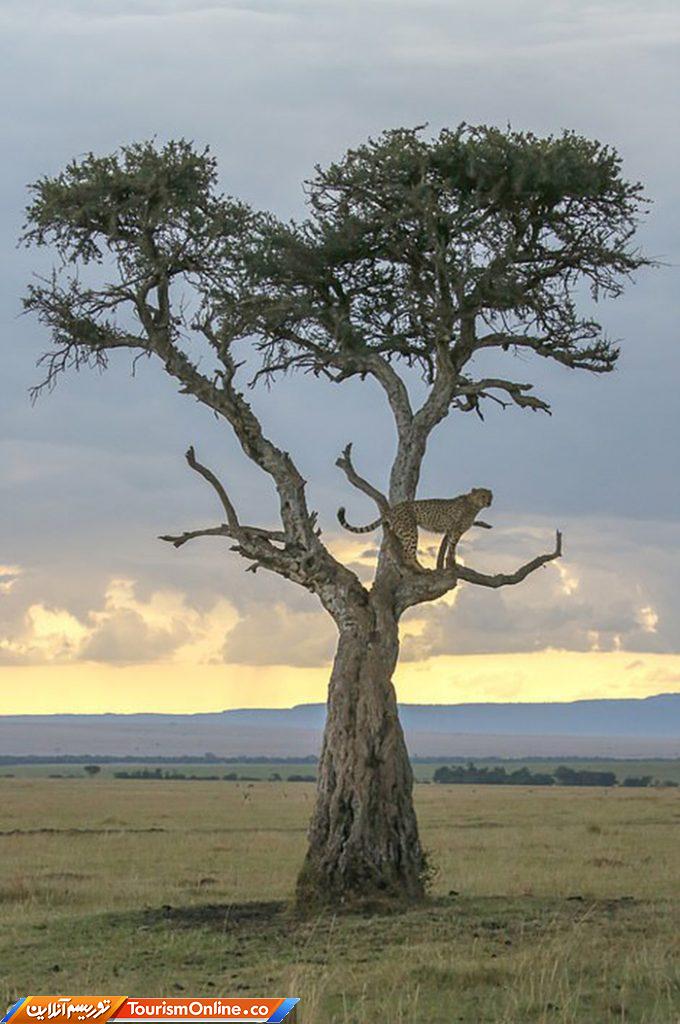 راهنمای تورهای سافاری