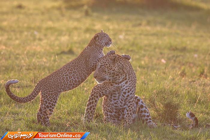 راهنمای تورهای سافاری