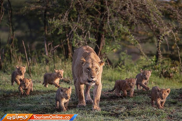 راهنمای تورهای سافاری