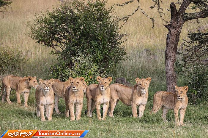راهنمای تورهای سافاری