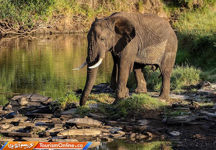 راهنمای تورهای سافاری