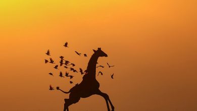 راهنمای تورهای سافاری