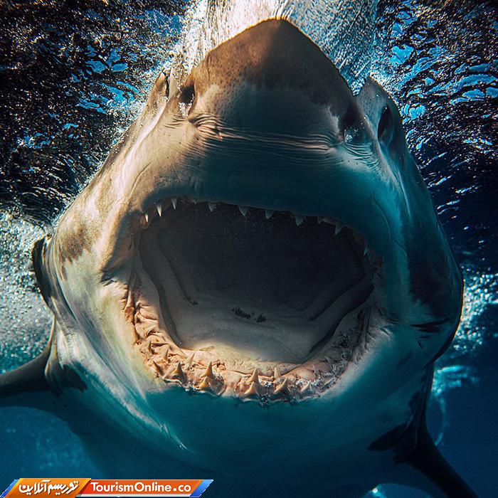 غواصی و عکاسی