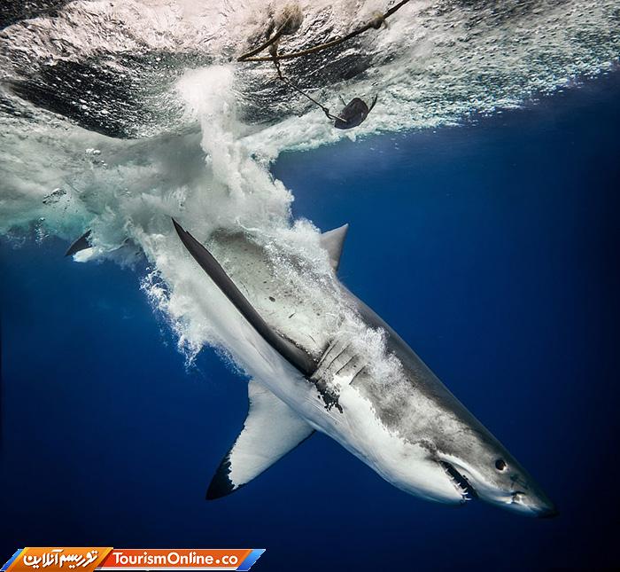 غواصی و عکاسی