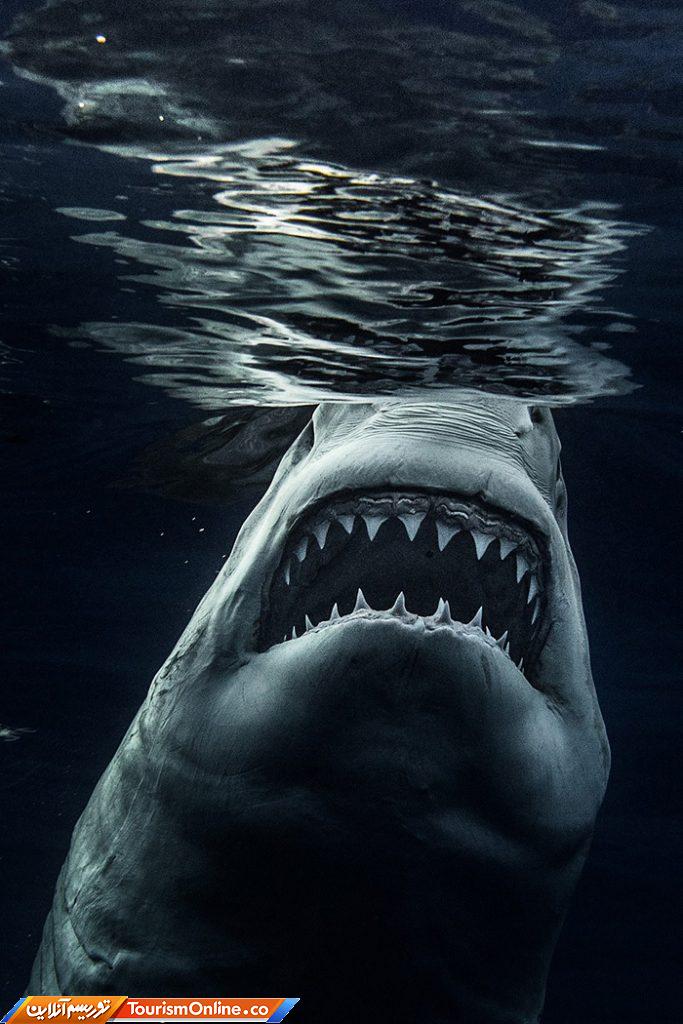 غواصی و عکاسی