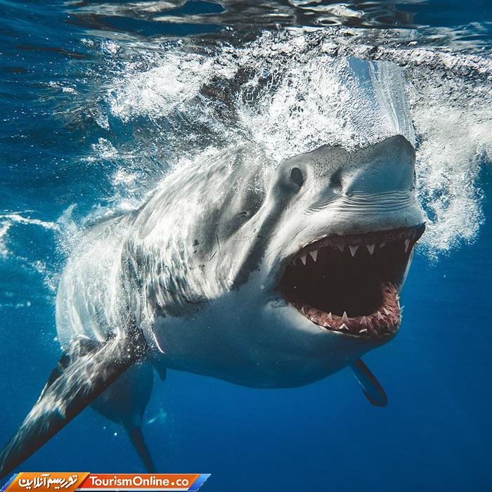 غواصی و عکاسی