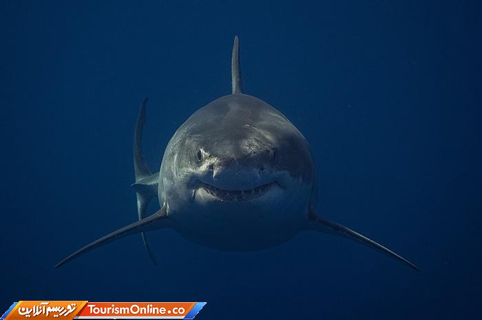 غواصی و عکاسی