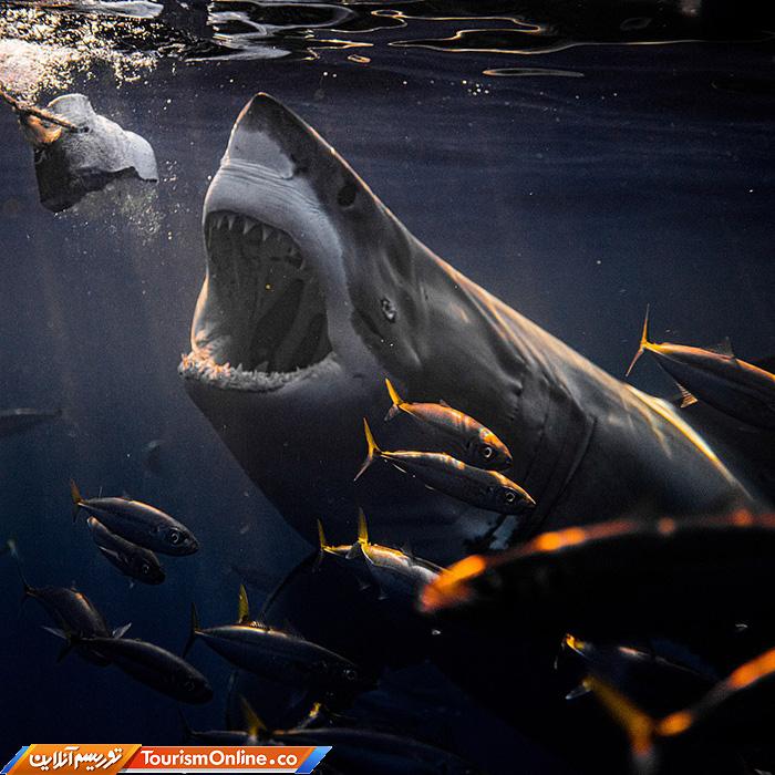 غواصی و عکاسی