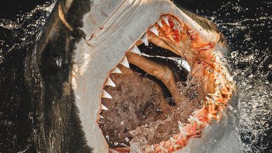 غواصی و عکاسی