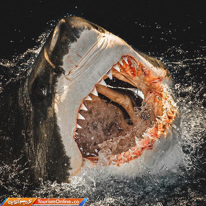 غواصی و عکاسی