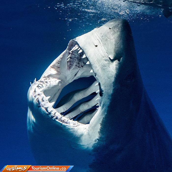 غواصی و عکاسی