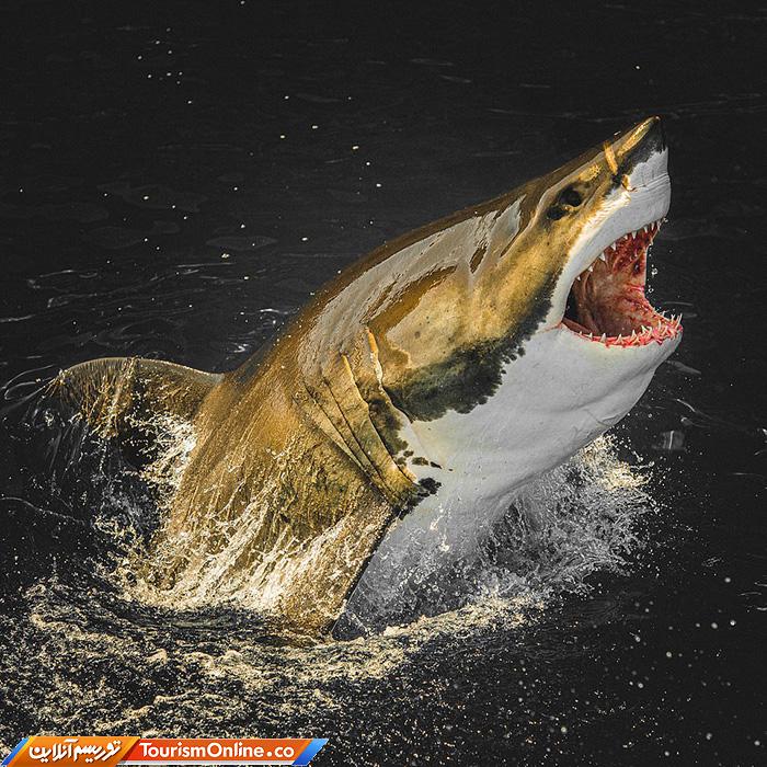 غواصی و عکاسی