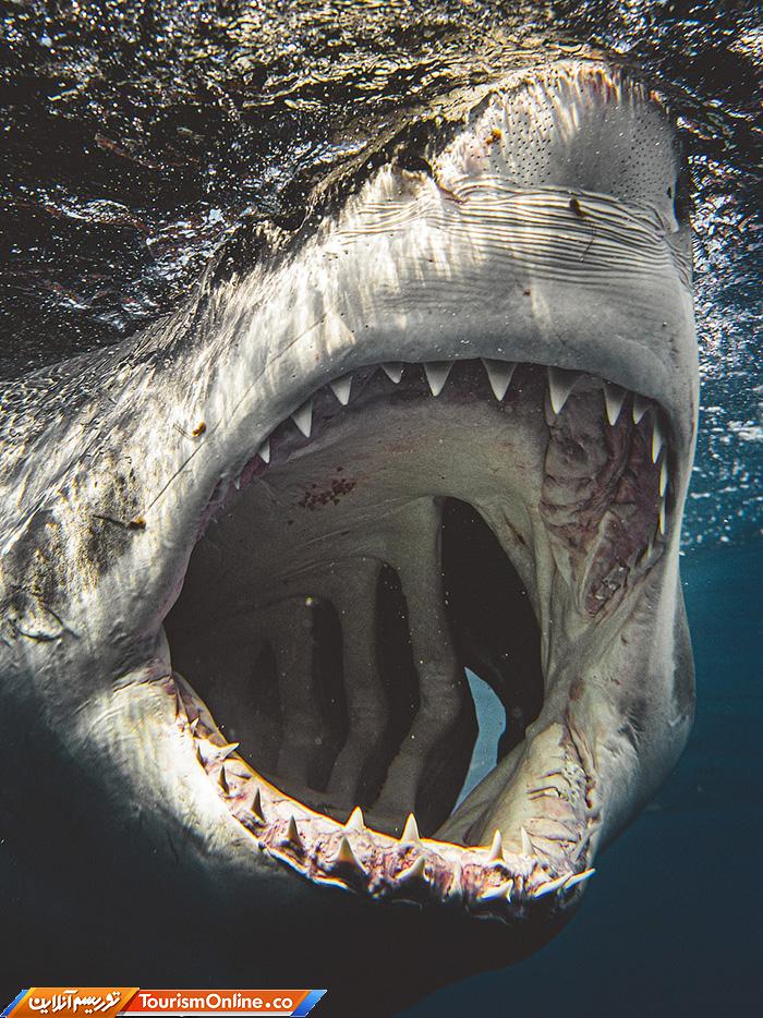 غواصی و عکاسی