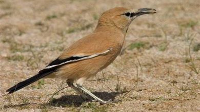 زیستگاه زاغ بور