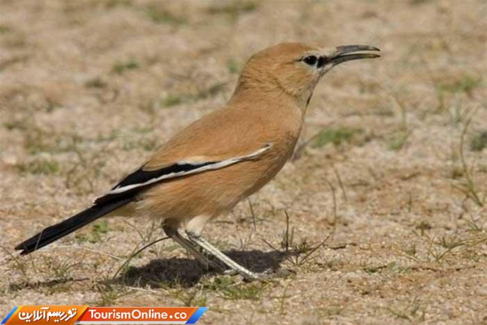 زیستگاه زاغ بور