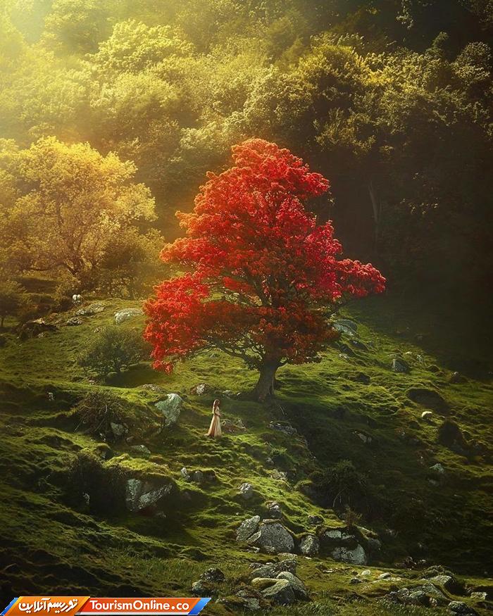 زوج جهانگرد