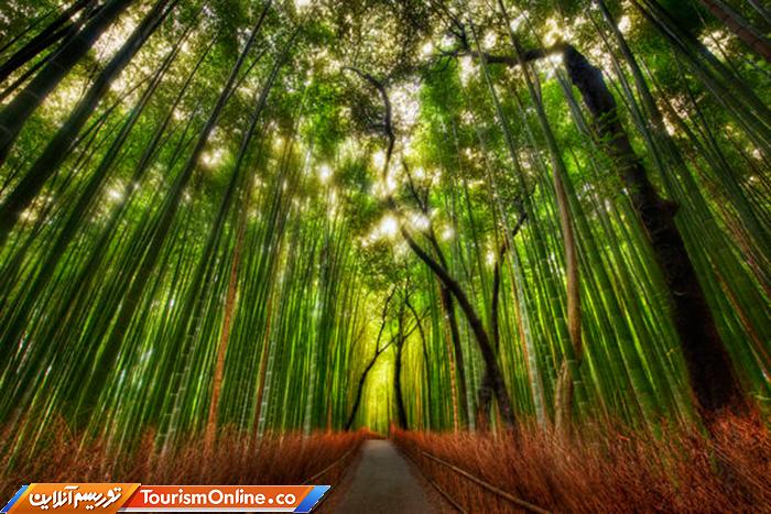 جنگل بامبوی ساگانو