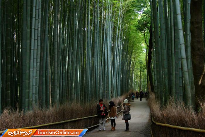 جنگل بامبوی ساگانو