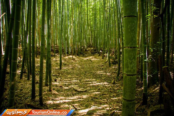 جنگل بامبوی ساگانو