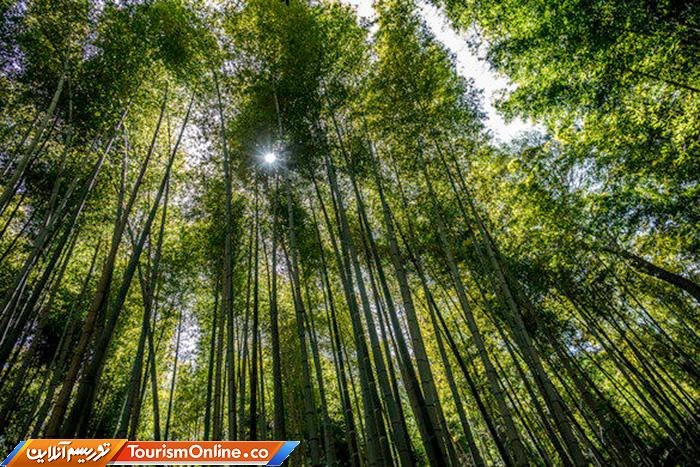 جنگل بامبوی ساگانو