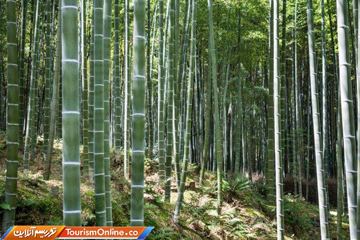 جنگل بامبوی ساگانو