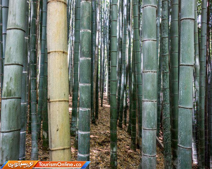 جنگل بامبوی ساگانو