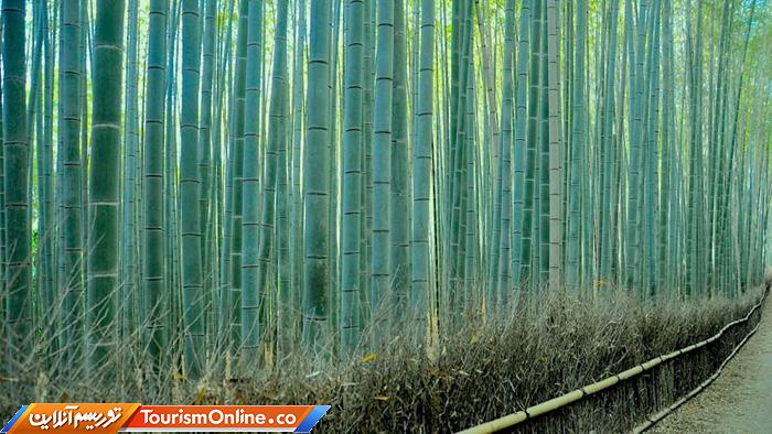 جنگل بامبوی ساگانو