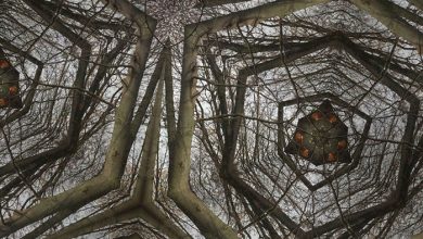 موزائیک جنگلی