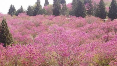 بازارگل و گیاه