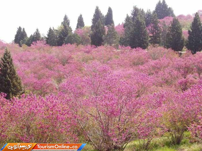 بازارگل و گیاه