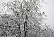 تشدید فعالیت سامانه بارشی