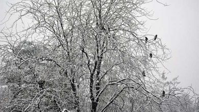 تشدید فعالیت سامانه بارشی