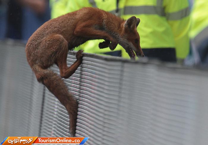 حوادث ورزشی