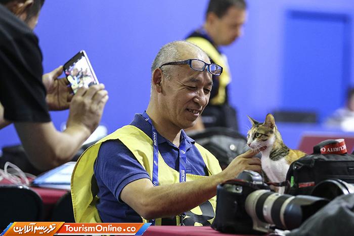 حوادث ورزشی