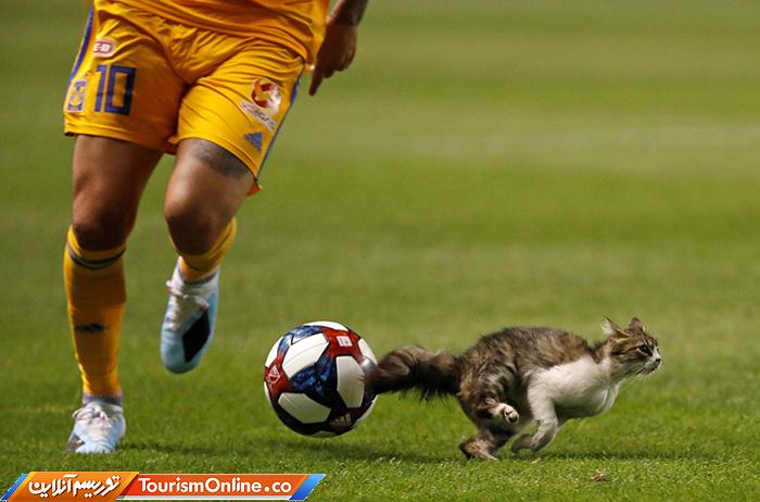 حوادث ورزشی