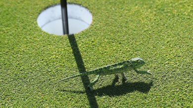 حوادث ورزشی