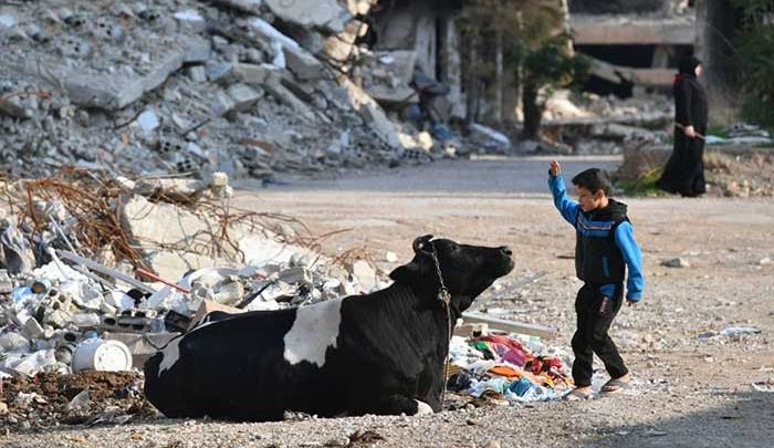 ازی پسربچه با گاو در حومه دمشق