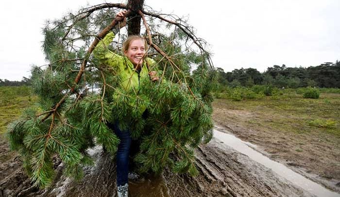 زن و کاج در پارک ملی هلند