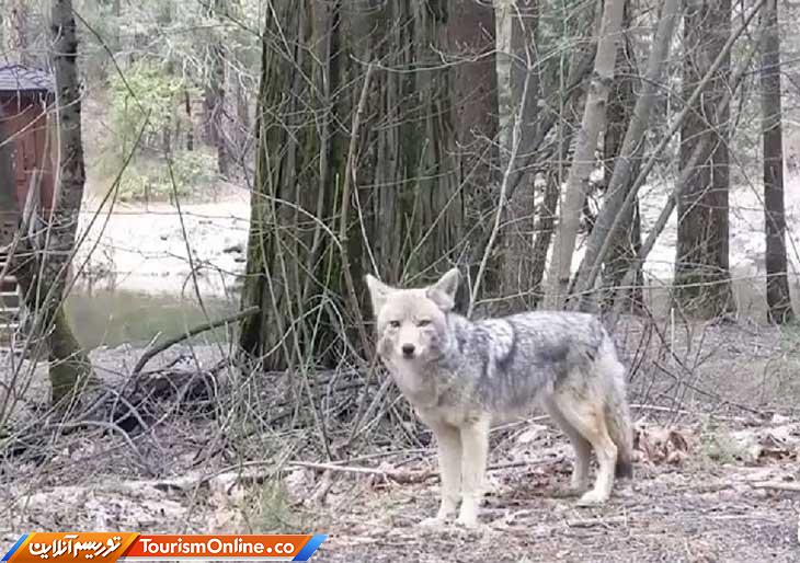 آرامش حیوانات