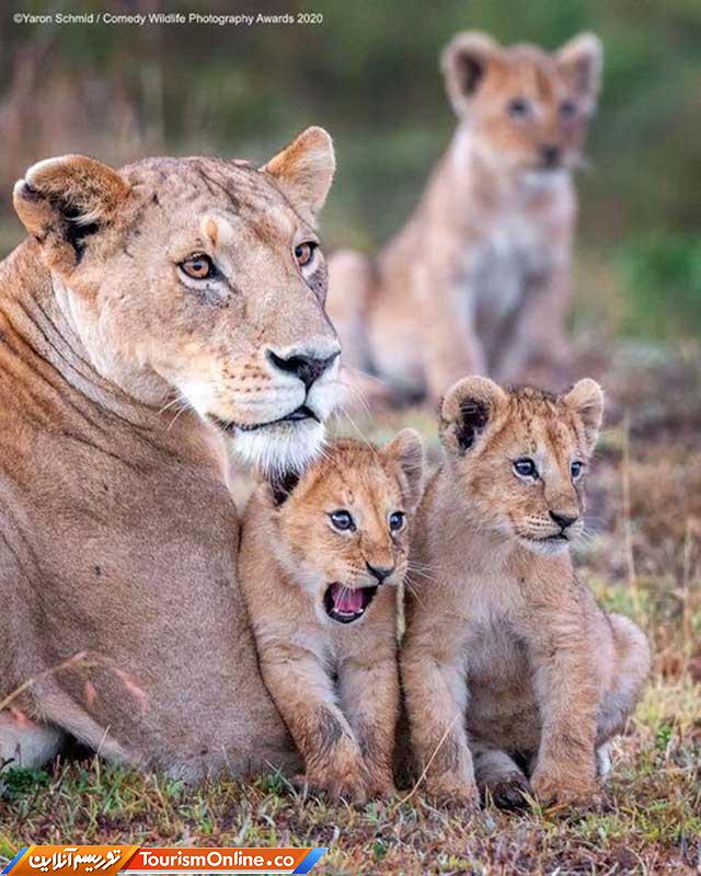 توله شیره و مادرشان