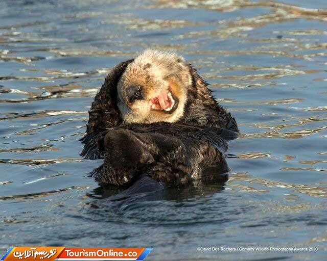 سمور دریایی خندان