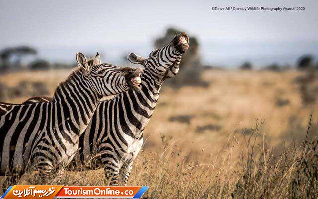 گور خر و خنده