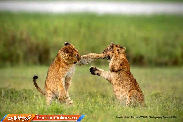 توله شیرهای بازیگوش