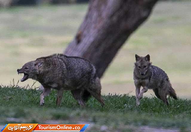 حیوانات در آسایش