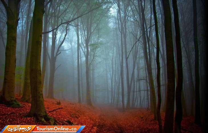 جنگل سیاه آلمان