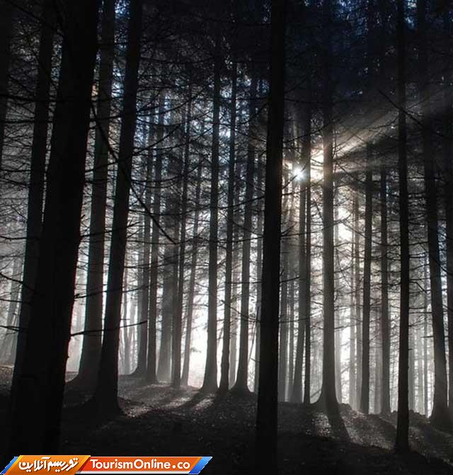 جنگل سیاه آلمان