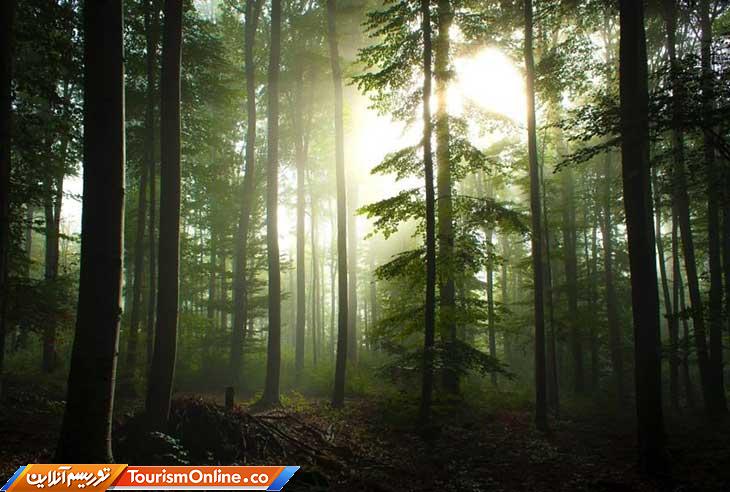 جنگل سیاه آلمان