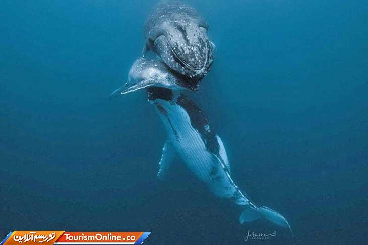 نهنگ گوژپشت