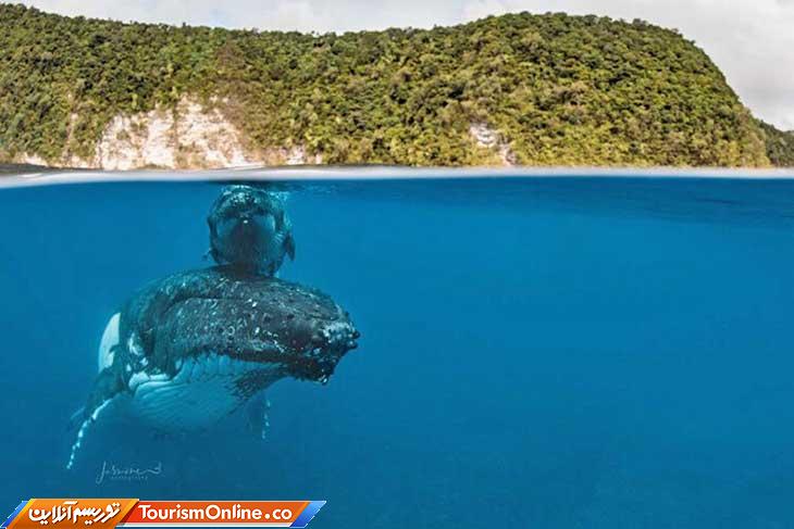 نهنگ گوژپشت